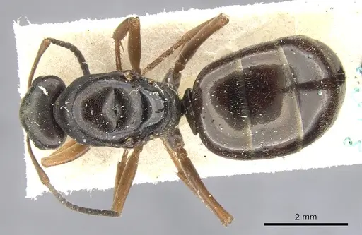 Formica lemani - CASENT0903270