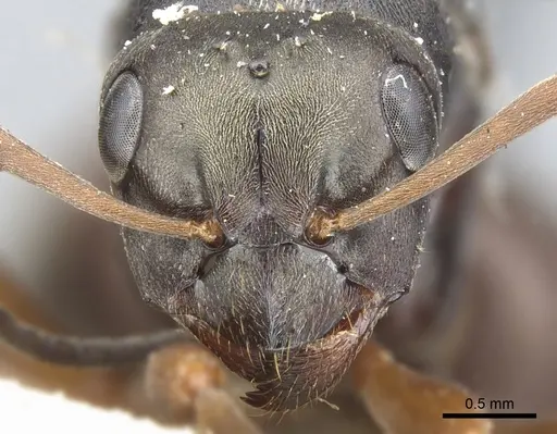 Formica lemani - CASENT0903270