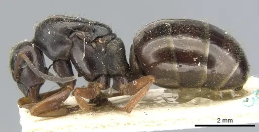 Formica lemani - CASENT0903270