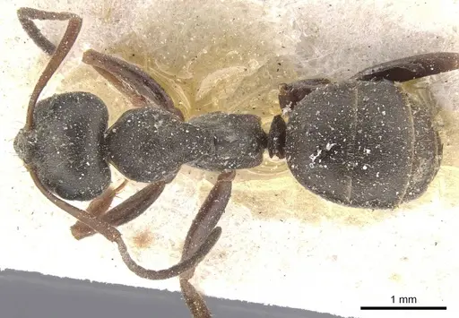 Formica lemani - CASENT0912263