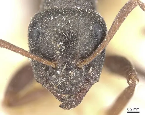 Formica lemani - CASENT0912263