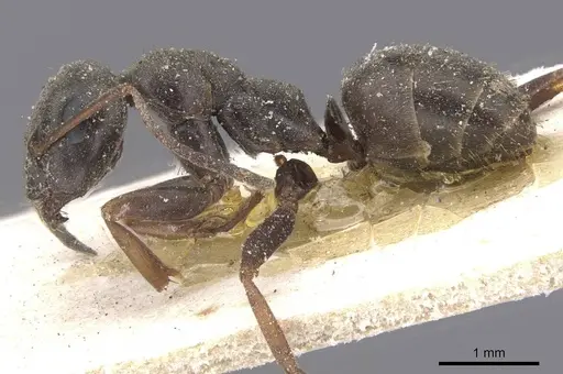 Formica lemani - CASENT0912263