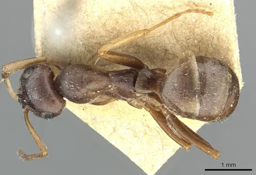 Formica lemani - CASENT0913658