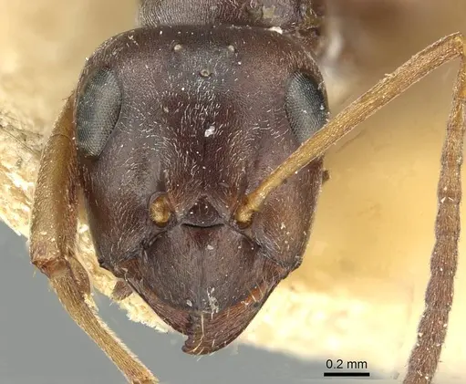 Formica lemani - CASENT0913658