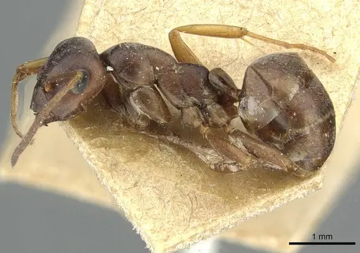 Formica lemani - CASENT0913658