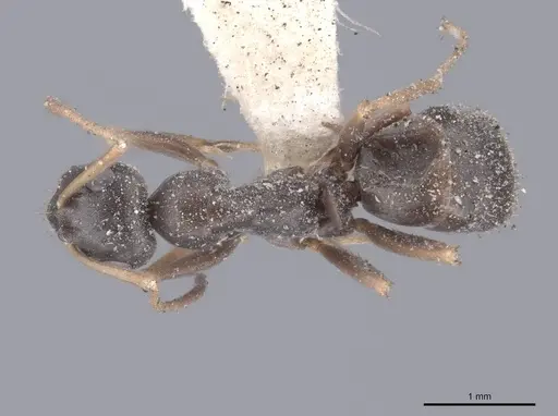 Formica lemani - FMNHINS0000046314