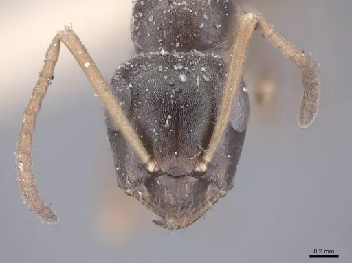 Formica lemani - FMNHINS0000046314