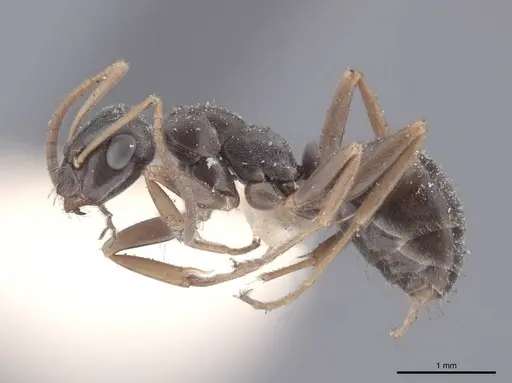 Formica lemani - FMNHINS0000046314