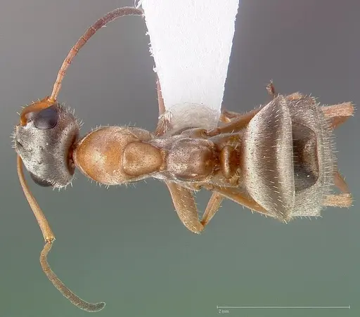 Formica lepida specimen