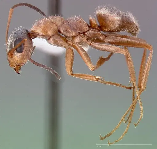 Formica lepida specimen