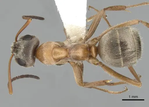 Formica lepida - CASENT0280356