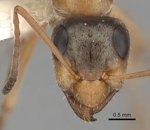 Formica lepida - CASENT0280356