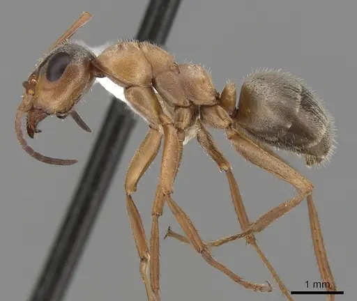 Formica lepida - CASENT0280356