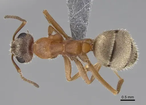 Formica lepida - CASENT0922552