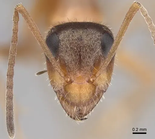 Formica lepida - CASENT0922552