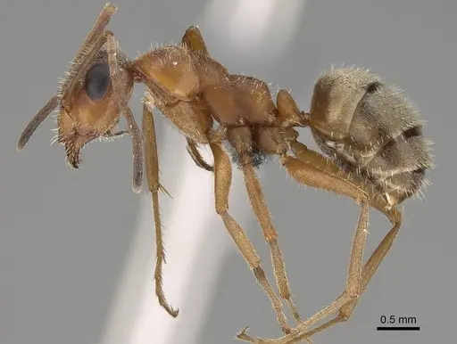 Formica lepida - CASENT0922552