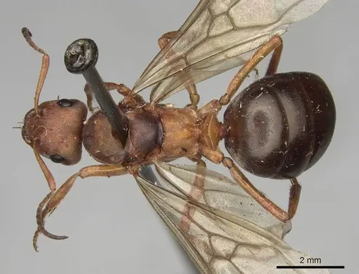 Formica lepida - CASENT0923047