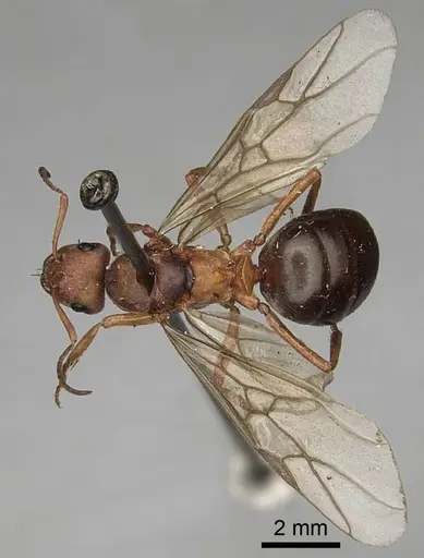 Formica lepida - CASENT0923047