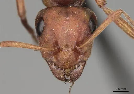 Formica lepida - CASENT0923047