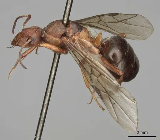 Formica lepida - CASENT0923047