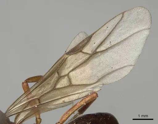 Formica lepida - CASENT0923047