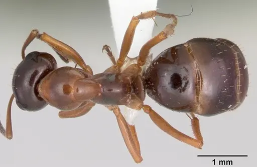 Formica limata specimen