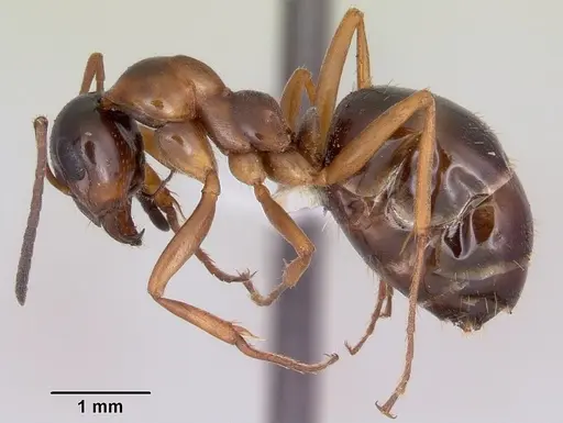 Formica limata specimen
