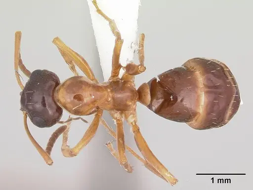 Formica limata - CASENT0104881