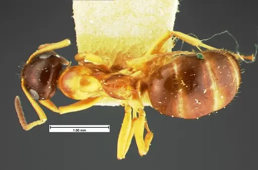 Formica limata - CASENT0105602