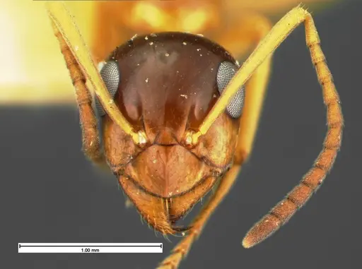 Formica limata - CASENT0105602