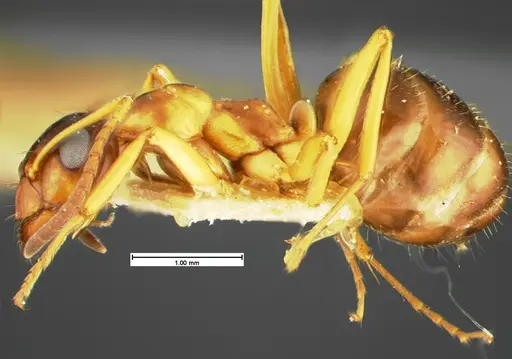 Formica limata - CASENT0105602