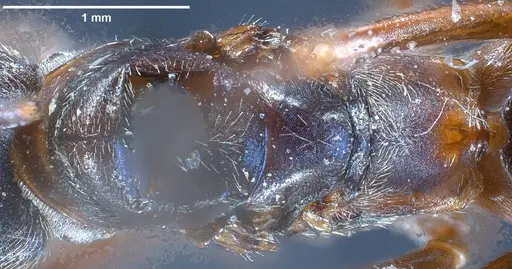 Formica longiceps specimen