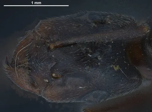 Formica longiceps specimen