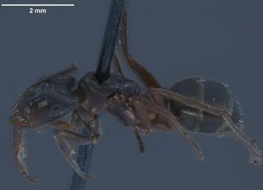 Formica longiceps specimen