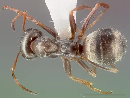 Formica longipilosa specimen
