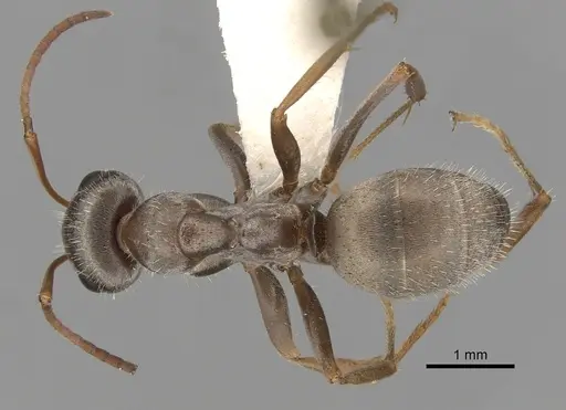 Formica longipilosa - CASENT0280357