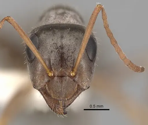 Formica longipilosa - CASENT0280357