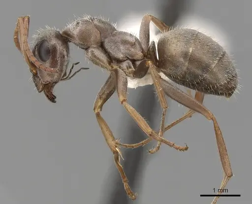 Formica longipilosa - CASENT0280357