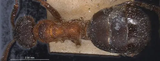 Formica lugubris - ANTWEB1008385