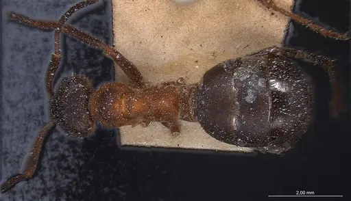 Formica lugubris - ANTWEB1008385