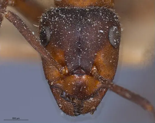 Formica lugubris - ANTWEB1008385