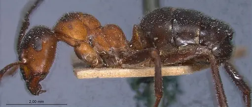 Formica lugubris - ANTWEB1008385