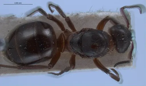 Formica lugubris - ANTWEB1008416