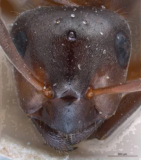 Formica lugubris - ANTWEB1008416