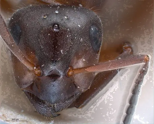 Formica lugubris - ANTWEB1008416