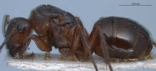 Formica lugubris - ANTWEB1008416