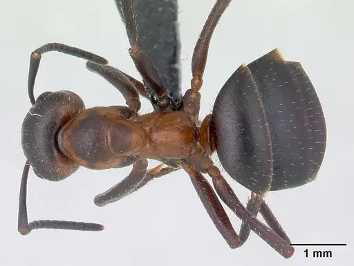 Formica lugubris - CASENT0127733