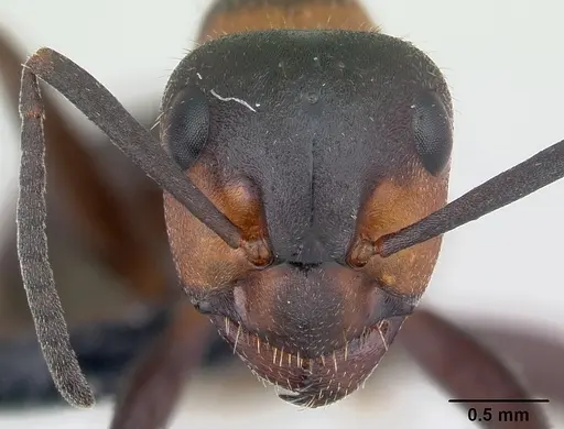 Formica lugubris - CASENT0127733