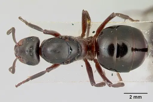 Formica lugubris - CASENT0173009