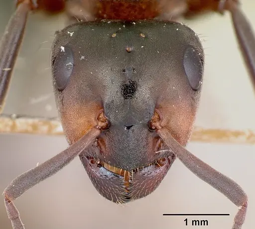 Formica lugubris - CASENT0173009